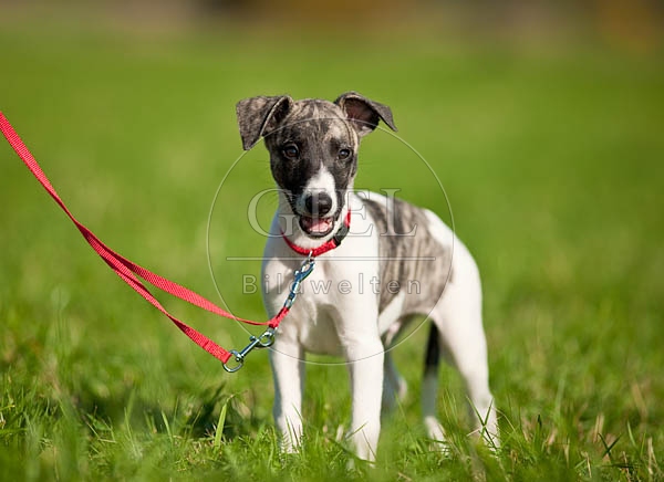 047635 Whippet Welpe