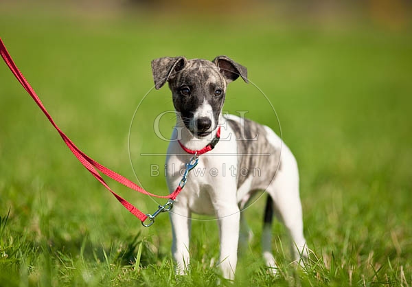 047636 Whippet Welpe