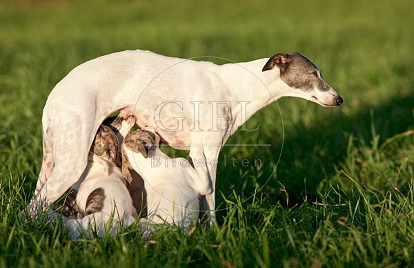 047729 Whippet mit Welpen