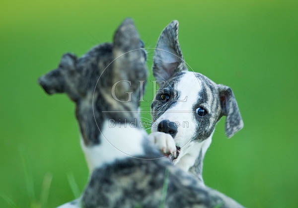 047736 Whippet Welpen