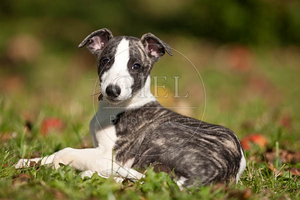 047785 Whippet Welpe