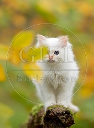 047807 Heilige Birma Kaetzchen
