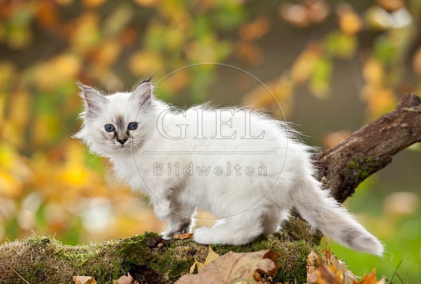 047818 Heilige Birma Kaetzchen