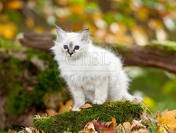 047829 Heilige Birma Kaetzchen