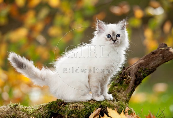 047831 Heilige Birma Kaetzchen