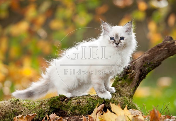 047835 Heilige Birma Kaetzchen