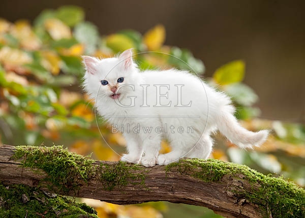047845 Heilige Birma Kaetzchen