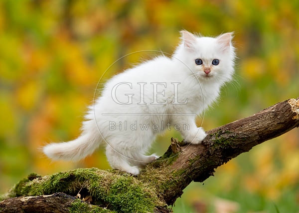 047870 Heilige Birma Kaetzchen