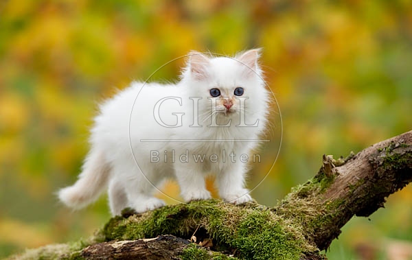 047871 Heilige Birma Kaetzchen