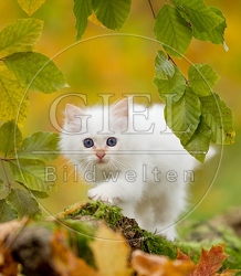 047916 Heilige Birma Kaetzchen