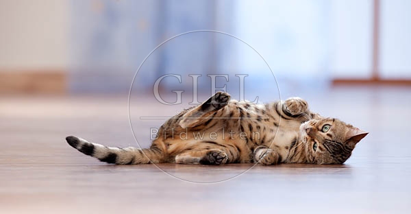 049354 junge Bengalkatze