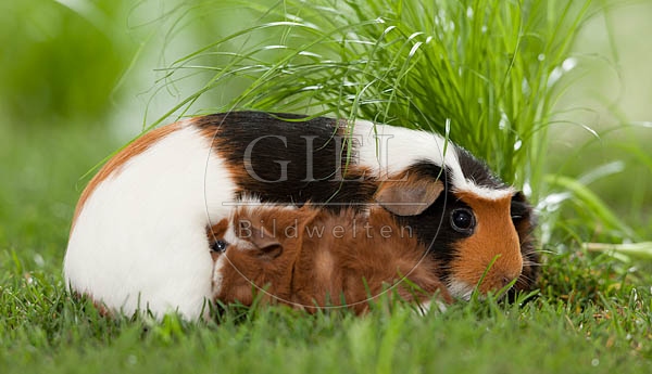 049947 Meerschweinchen mit Jungem