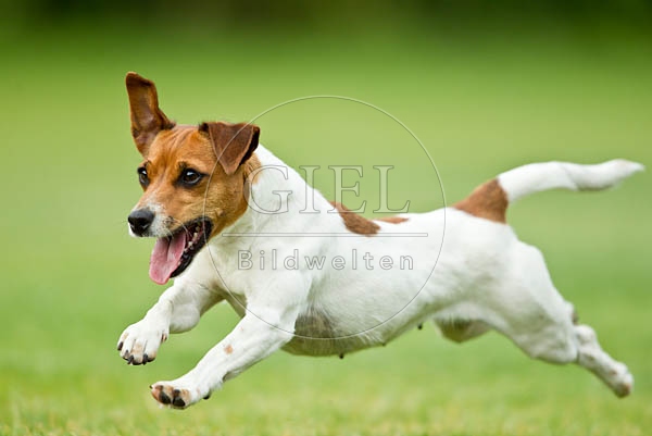 051980 Jack Russel Terrier