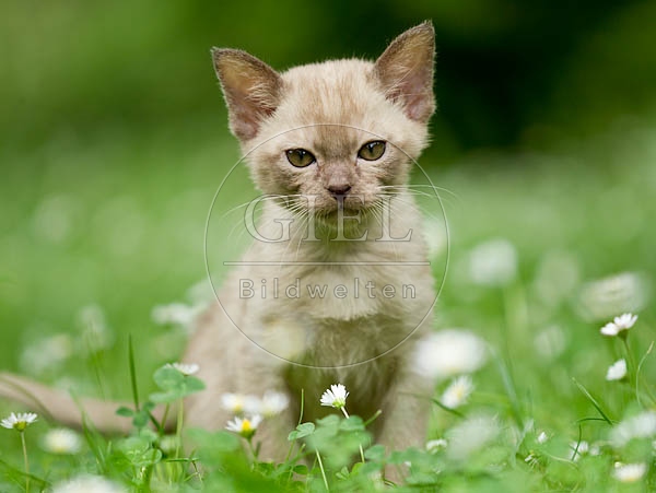 052085 Burmakaetzchen
