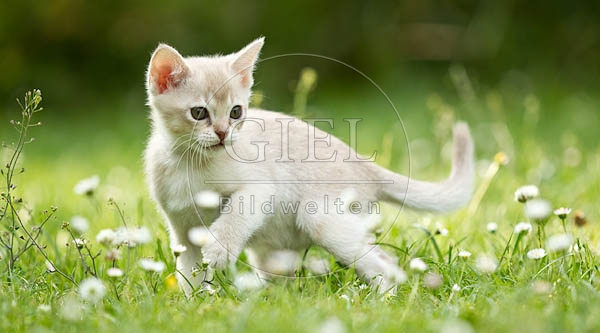 052086 Burmakaetzchen