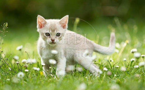 052088 Burmakaetzchen