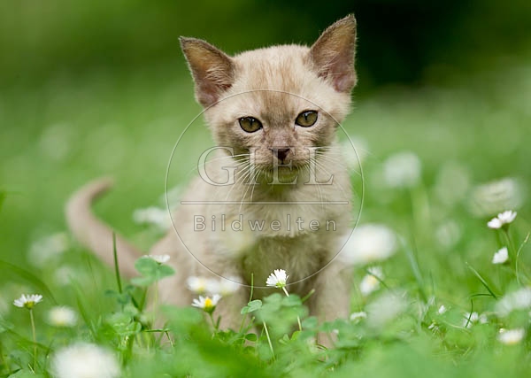 052092 Burmakaetzchen