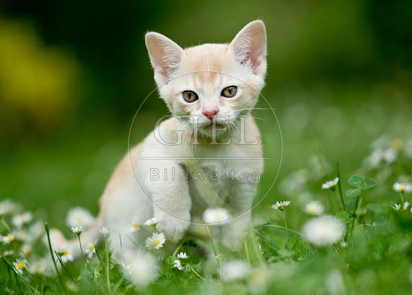 052097 Burmakaetzchen