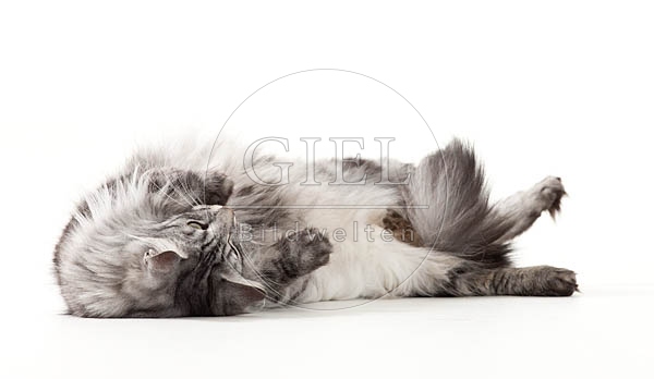 052497 Norwegische Waldkatze