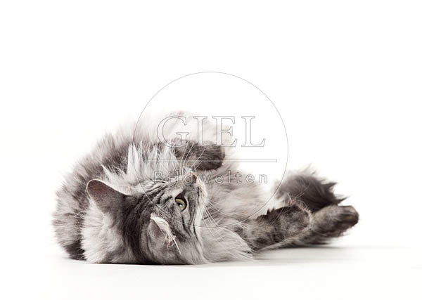 052501 Norwegische Waldkatze