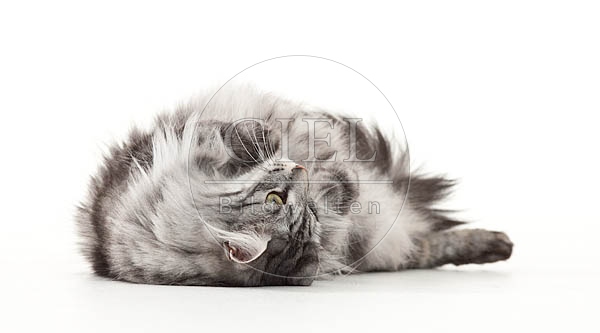 052513 Norwegische Waldkatze