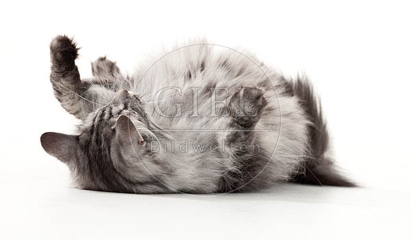 052515 Norwegische Waldkatze