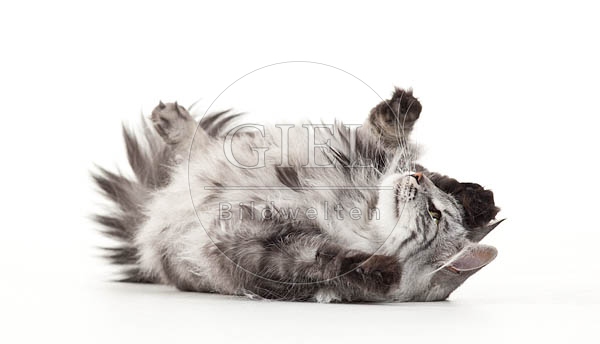 052520 Norwegische Waldkatze