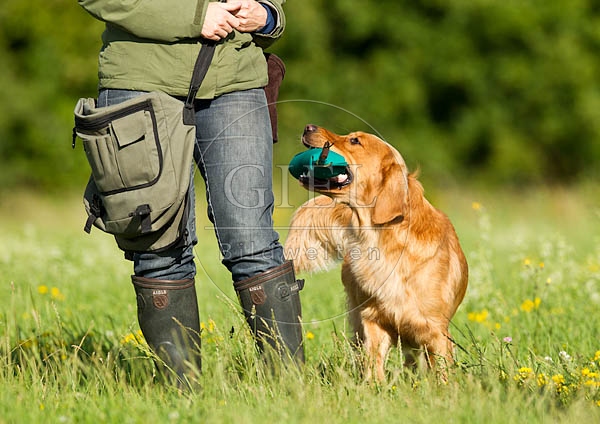 053362 Mensch mit Golden Retriever
