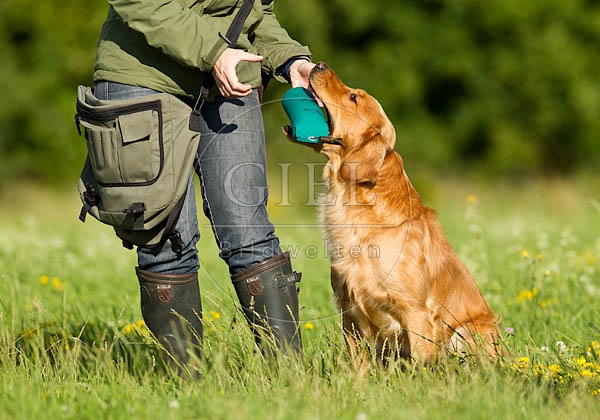 053363 Mensch mit Golden Retriever