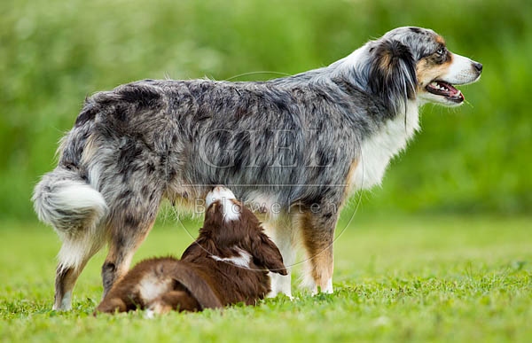 054340 Mini Australian Shepherd mit Welpe
