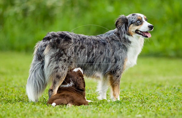 054341 Mini Australian Shepherd mit Welpe