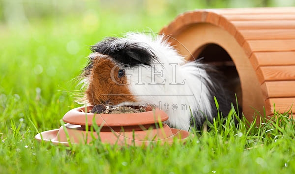 054490 Meerschweinchen