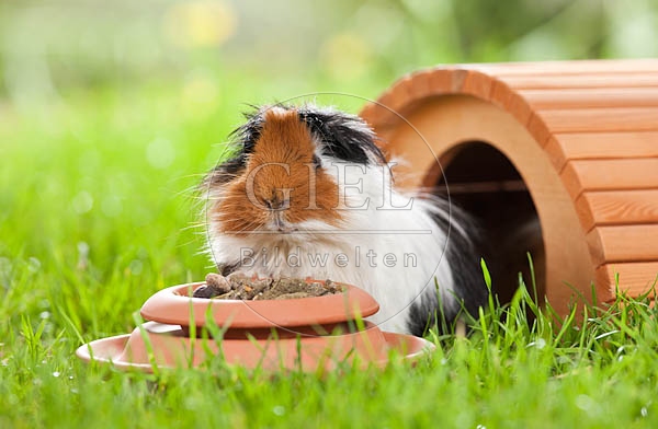 054491 Meerschweinchen