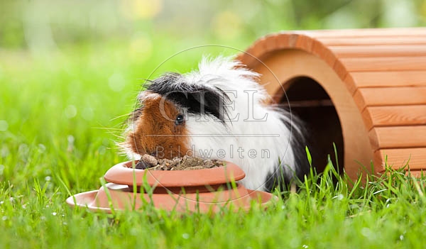 054492 Meerschweinchen