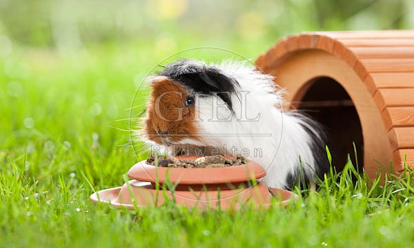 054493 Meerschweinchen