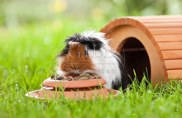 054494 Meerschweinchen