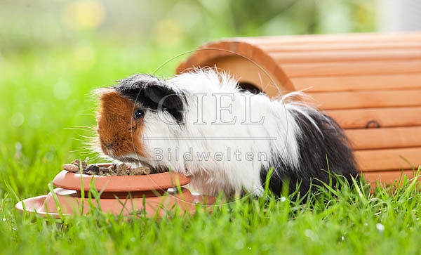 054495 Meerschweinchen