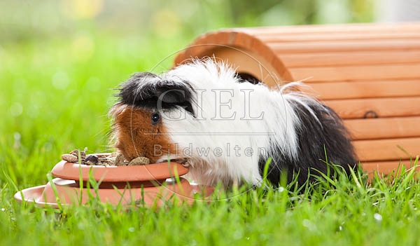 054496 Meerschweinchen