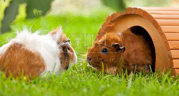 054528 Meerschweinchen