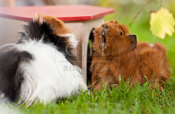 054534 Meerschweinchen