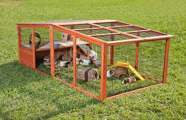 054604 Meerschweinchen, Freilauf