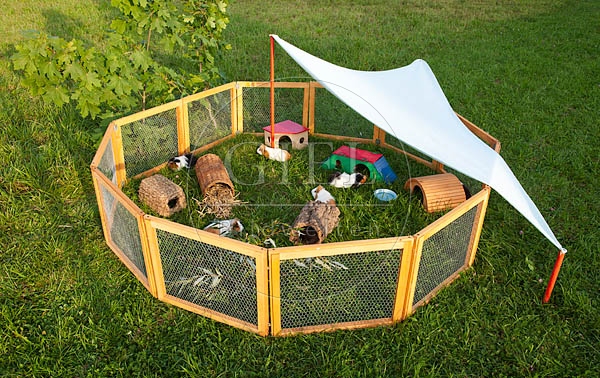 054605 Meerschweinchen, Freilauf