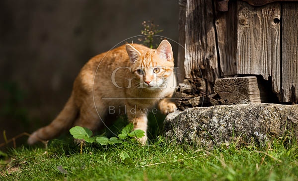 055347 Hauskatze
