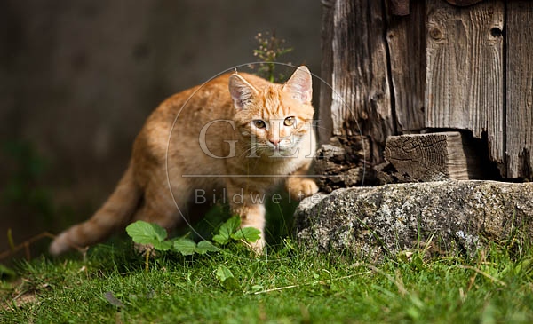 055348 Hauskatze
