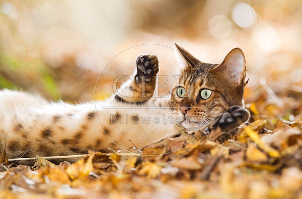 055708 Bengalkatze