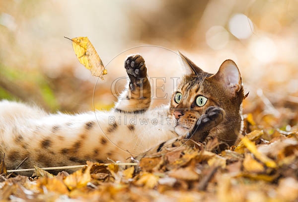 055709 Bengalkatze