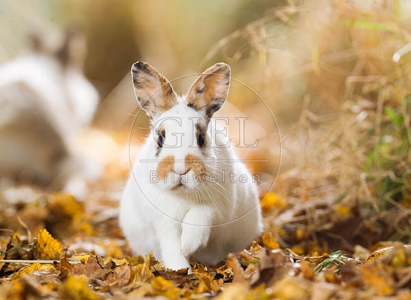 055786 Zwergkaninchen, Farbenzwerg