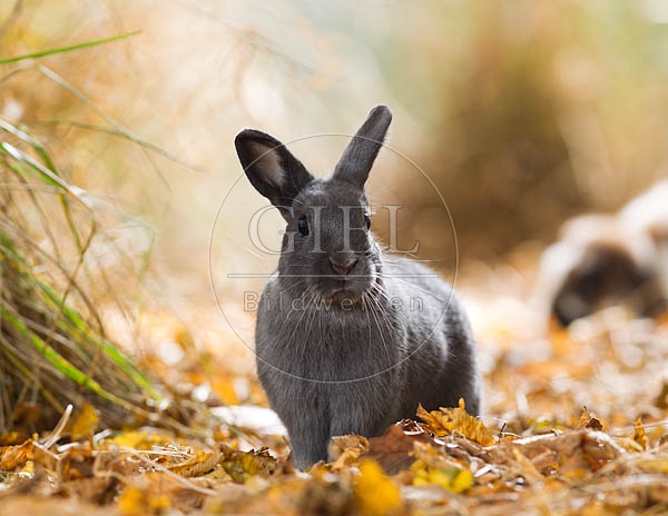 055787 Zwergkaninchen, Farbenzwerg