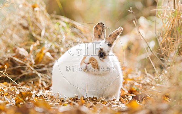 055788 Zwergkaninchen, Farbenzwerg
