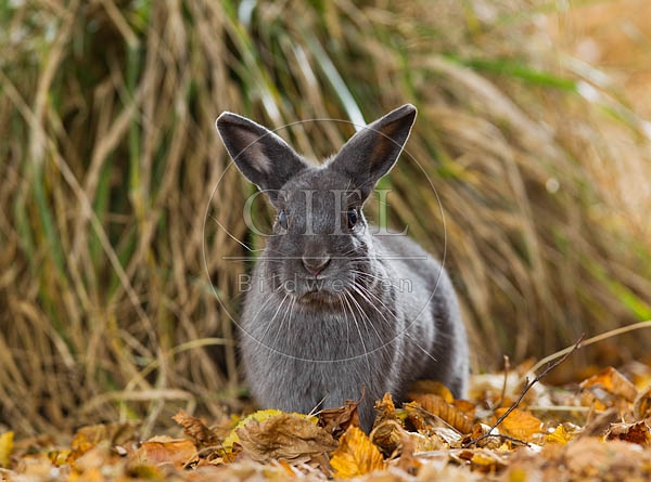 055790 Zwergkaninchen, Farbenzwerg
